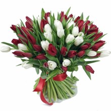 80 red white tulips